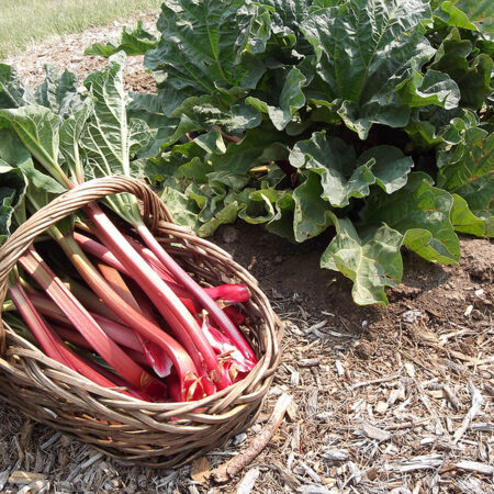 Crimson Red Rhubarb