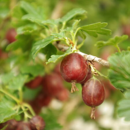 Hinnomaki Gooseberry