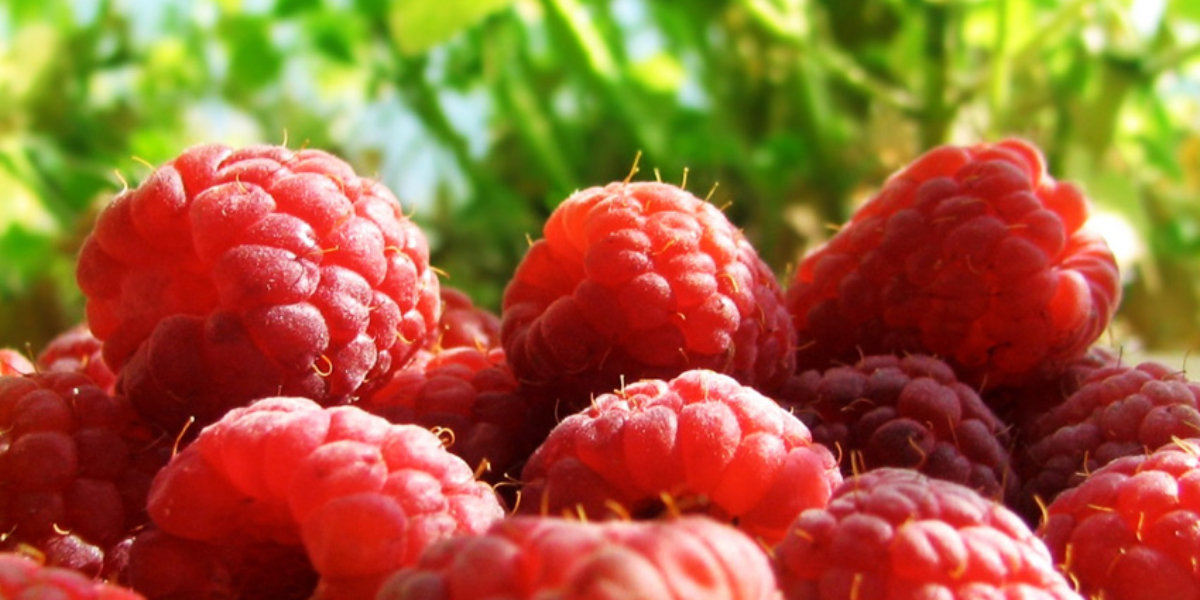 Heritage Red Raspberry