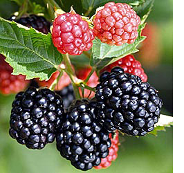 tripleCrownBlackberry